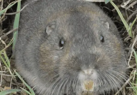 Pocket gopher