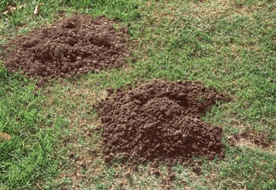 Fresh mole mounds in a lawn